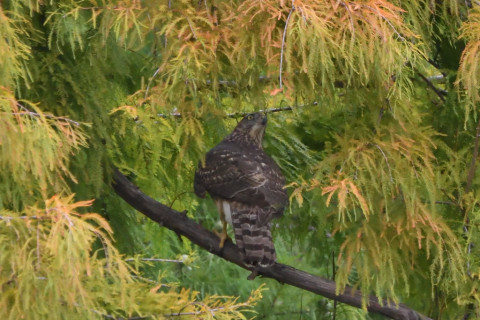 トリミング 2020/10月 SIGMA150-600C+D500 600mm F8 ss1/1250 ISO4000