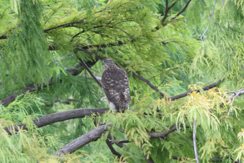 トリミング 2020/10月 SIGMA150-600C+D500 600mm F8 ss1/400 ISO4000