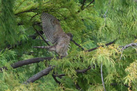 トリミング 2020/10月 SIGMA150-600C+D500 600mm F8 ss1/1250 ISO4000 AF-C 25点