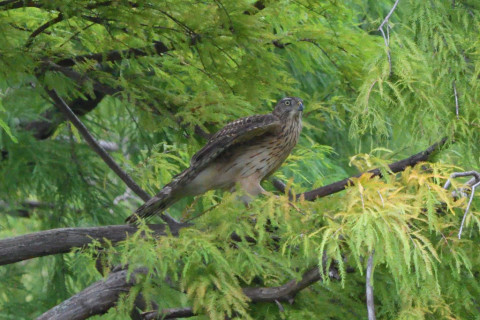 トリミング 2020/10月 SIGMA150-600C+D500 600mm F8 ss1/1250 ISO4000 AF-C 25点