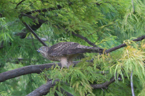 トリミング 2020/10月 SIGMA150-600C+D500 600mm F8 ss1/1250 ISO4000 AF-C 25点