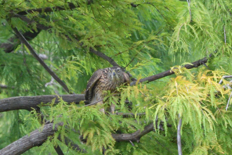 トリミング 2020/10月 SIGMA150-600C+D500 600mm F8 ss1/1250 ISO4000 AF-C 25点