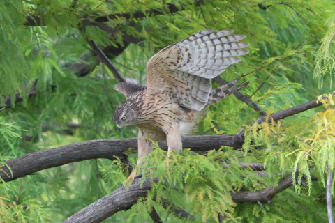トリミング 2020/10月 SIGMA150-600C+D500 600mm F8 ss1/1250 ISO4000 AF-C 25点