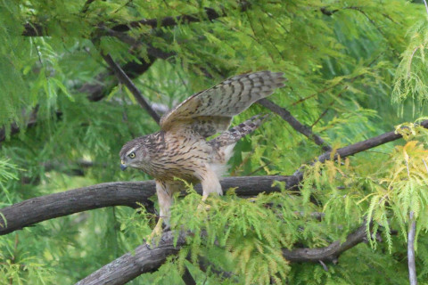 トリミング 2020/10月 SIGMA150-600C+D500 600mm F8 ss1/1250 ISO4000 AF-C 25点