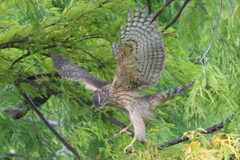 トリミング 2020/10月 SIGMA150-600C+D500 600mm F8 ss1/1250 ISO4000 AF-C 25点
