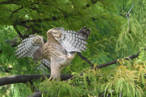 トリミング 2020/10月 SIGMA150-600C+D500 600mm F8 ss1/1250 ISO4000 AF-C 25点