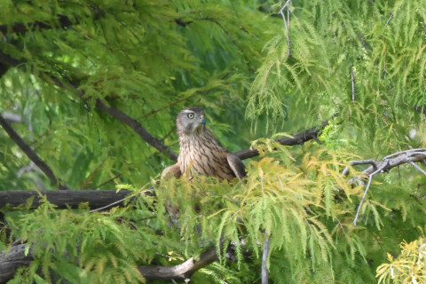 トリミング 2020/10月 SIGMA150-600C+D500 600mm F8 ss1/500 ISO3200 AF-C 