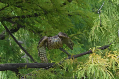 2020/10月 SIGMA150-600C+D500 600mm F8 ss1/1250 ISO4000 AF-C 25点