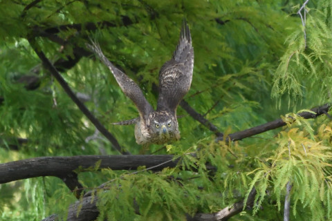 2020/10月 SIGMA150-600C+D500 600mm F8 ss1/1250 ISO4000 AF-C 25点