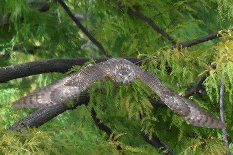 2020/10月 SIGMA150-600C+D500 600mm F8 ss1/1250 ISO4000 AF-C 25点