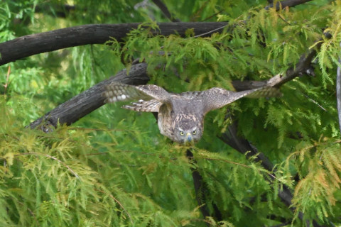 2020/10月 SIGMA150-600C+D500 600mm F8 ss1/1250 ISO4000 AF-C 25点