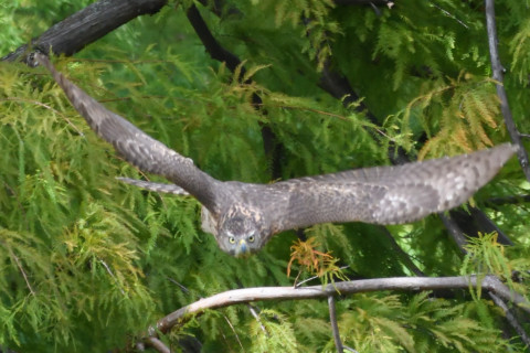 2020/10月 SIGMA150-600C+D500 600mm F8 ss1/1250 ISO4000 AF-C 25点