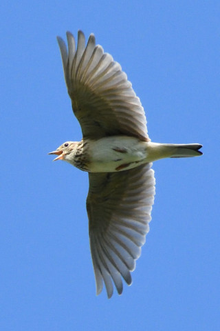 トリミング 2020/10月 SIGMA150-600C+D500 600mm F8 ss1/2000 ISO2000 AF-C 25点