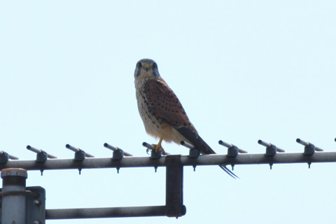 トリミング 2020/10月 SIGMA150-600C+D500 600mm F8 ss1/1600 ISO200 AF-C 25点