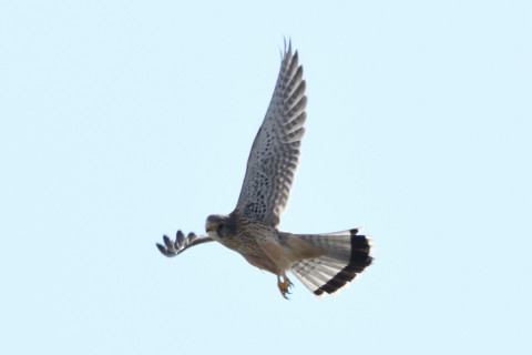 トリミング 2020/10月 SIGMA150-600C+D500 600mm F8 ss1/1600 ISO180 AF-C 25点