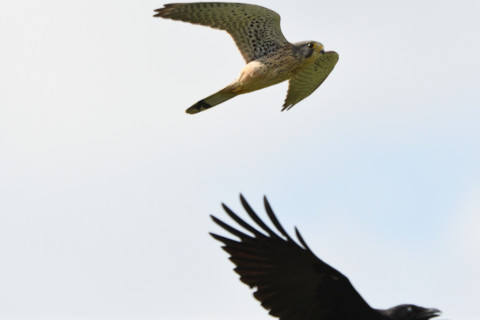 トリミング 2020/10月 SIGMA150-600C+D500 600mm F8 ss1/1600 ISO220 AF-C 25点