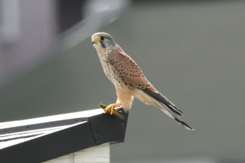 トリミング 2020/10月 SIGMA150-600C+D500 600mm F8 ss1/1600 ISO3200