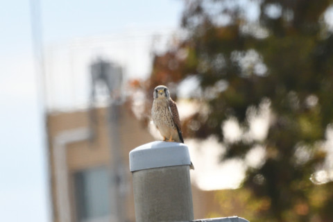 2020/10月 SIGMA150-600C+D500 600mm F8 ss1/1600 ISO1600