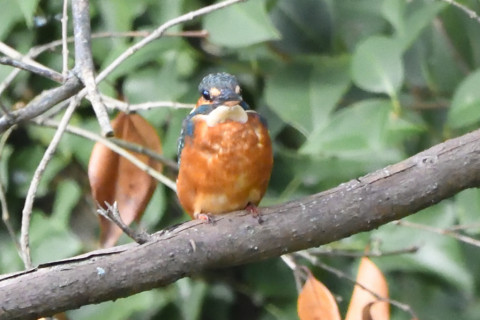 トリミング 2020/10月 SIGMA150-600C+D500 600mm F8 ss1/160 ISO4000