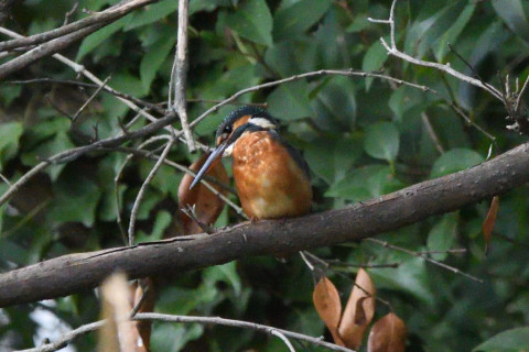 トリミング 2020/10月 SIGMA150-600C+D500 600mm F8 ss1/1250 ISO4000