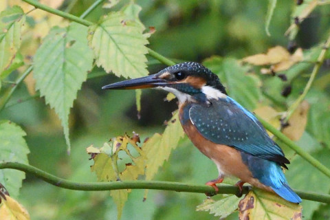 トリミング 2020/10月 SIGMA150-600C+D500 600mm F8 ss1/1250 ISO4000
