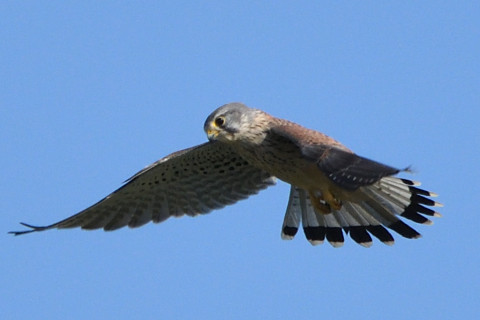 リミング 2020/10月 SIGMA150-600C+D500 600mm F8 ss1/1250 ISO400 AF-C 25点