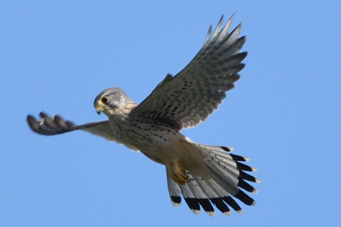 リミング 2020/10月 SIGMA150-600C+D500 600mm F8 ss1/1250 ISO400 AF-C 25点