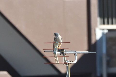 トリミング 2020/10月 SIGMA150-600C+D500 600mm F8 ss1/1600 ISO1400