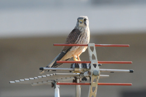 トリミング 2020/10月 SIGMA150-600C+D500 600mm F8 ss1/1600 ISO1400