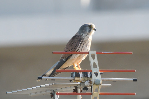 トリミング 2020/10月 SIGMA150-600C+D500 600mm F8 ss1/1600 ISO1400