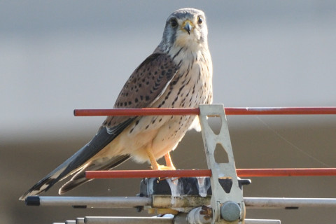 トリミング 2020/10月 SIGMA150-600C+D500 600mm F8 ss1/500 ISO320