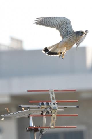 トリミング 2020/10月 SIGMA150-600C+D500 600mm F8 ss1/1250 ISO2500 AF-C 25点