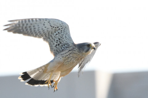 トリミング 2020/10月 SIGMA150-600C+D500 600mm F8 ss1/1250 ISO2500 AF-C 25点