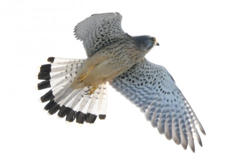 トリミング 2020/10月 SIGMA150-600C+D500 600mm F8 ss1/1250 ISO2500 AF-C 25点