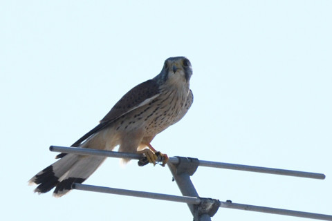 トリミング 2020/10月 SIGMA150-600C+D500 600mm F8 ss1/1250 ISO180 AF-C 25点