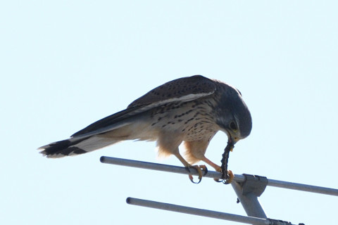 トリミング 2020/10月 SIGMA150-600C+D500 600mm F8 ss1/1250 ISO180 AF-C 25点