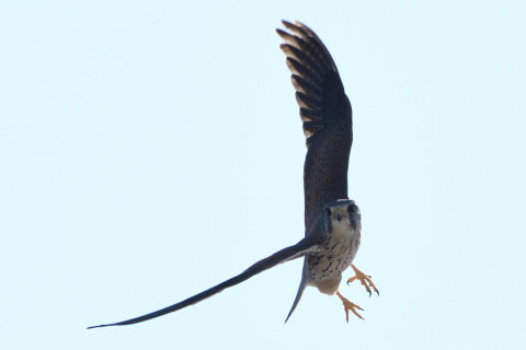 トリミング 2020/10月 SIGMA150-600C+D500 600mm F8 ss1/1250 ISO180 AF-C 25点