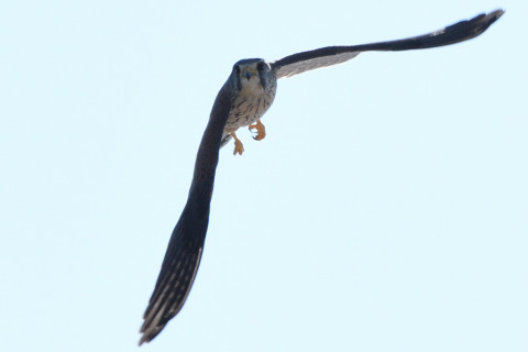 トリミング 2020/10月 SIGMA150-600C+D500 600mm F8 ss1/1250 ISO180 AF-C 25点