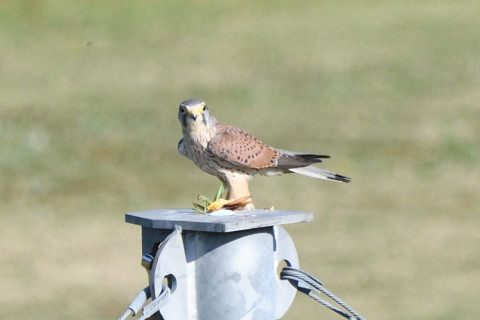 トリミング 2020/10月 SIGMA150-600C+D500 600mm F8 ss1/1250 ISO800