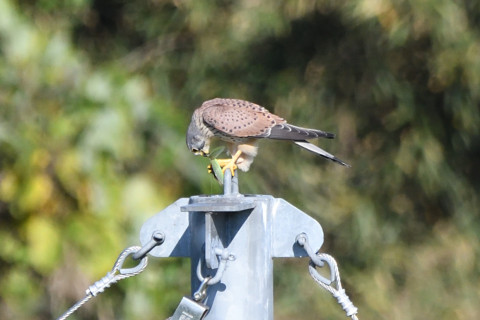 トリミング 2020/10月 SIGMA150-600C+D500 600mm F8 ss1/1250 ISO1000 AF-C 25点