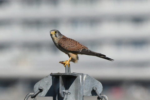 トリミング 2020/10月 SIGMA150-600C+D500 600mm F8 ss1/1250 ISO280 AF-C 25点