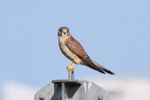 トリミング 2020/10月 SIGMA150-600C+D500 600mm F8 ss1/1600 ISO450