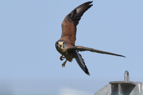 トリミング 2020/10月 SIGMA150-600C+D500 600mm F8 ss1/1600 ISO400 AF-C 25点