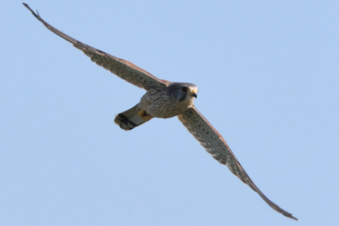 トリミング 2020/10月 SIGMA150-600C+D500 600mm F8 ss1/1600 ISO560 AF-C 25点