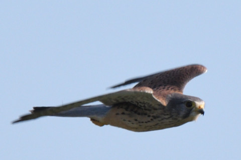 トリミング 2020/10月 SIGMA150-600C+D500 600mm F8 ss1/1600 ISO500 AF-C 25点