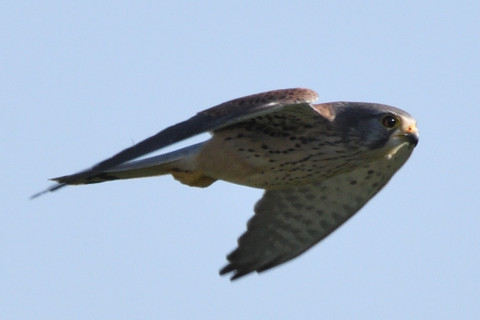 トリミング 2020/10月 SIGMA150-600C+D500 600mm F8 ss1/1600 ISO500 AF-C 25点