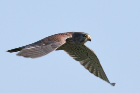 トリミング 2020/10月 SIGMA150-600C+D500 600mm F8 ss1/1600 ISO500 AF-C 25点