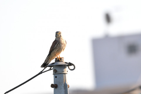トリミング 2020/10月 SIGMA150-600C+D500 600mm F8 ss1/500 ISO180