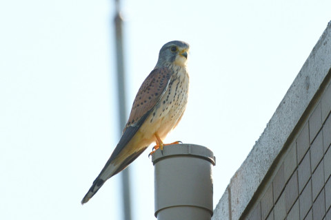 トリミング 2020/10月 SIGMA150-600C+D500 600mm F8 ss1/500 ISO140