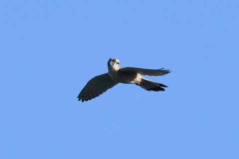 トリミング 2020/10月 SIGMA150-600C+D500 600mm F8 ss1/1250 ISO800 AF-C 25点